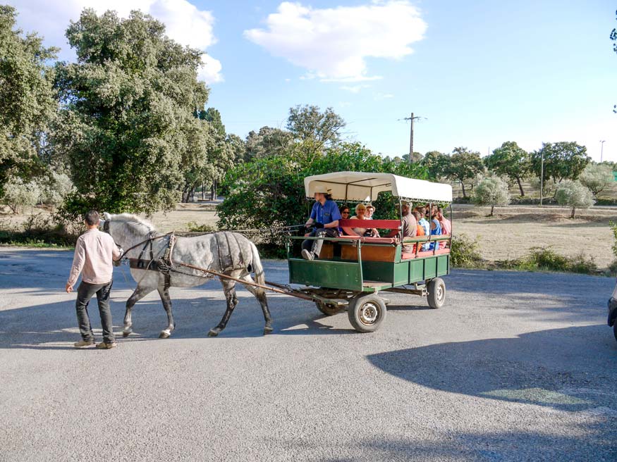 animations montpellier