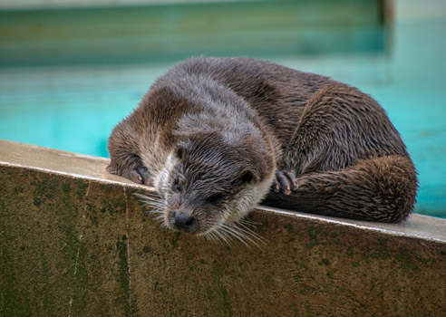 camping zoo montpellier