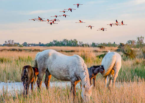 camping-camargue-gard-herault
